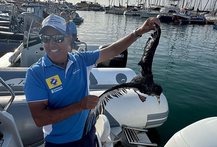 Rescatamos un ave protegida entre Isla de Lobos y el puerto de Corralejo